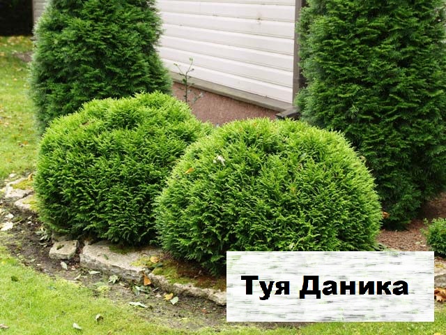 Происхождение и история селекции